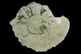 Cut Pyritized Ammonite (Pleuroceras) Fossil Pair - Germany #125374-2